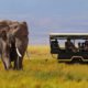 elephant-image-from-safari