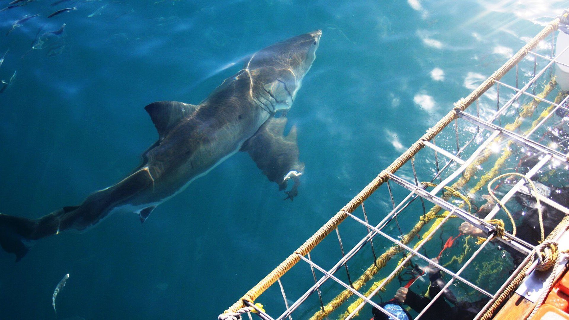 shark-cage-diving-gansbaai-1.jpg